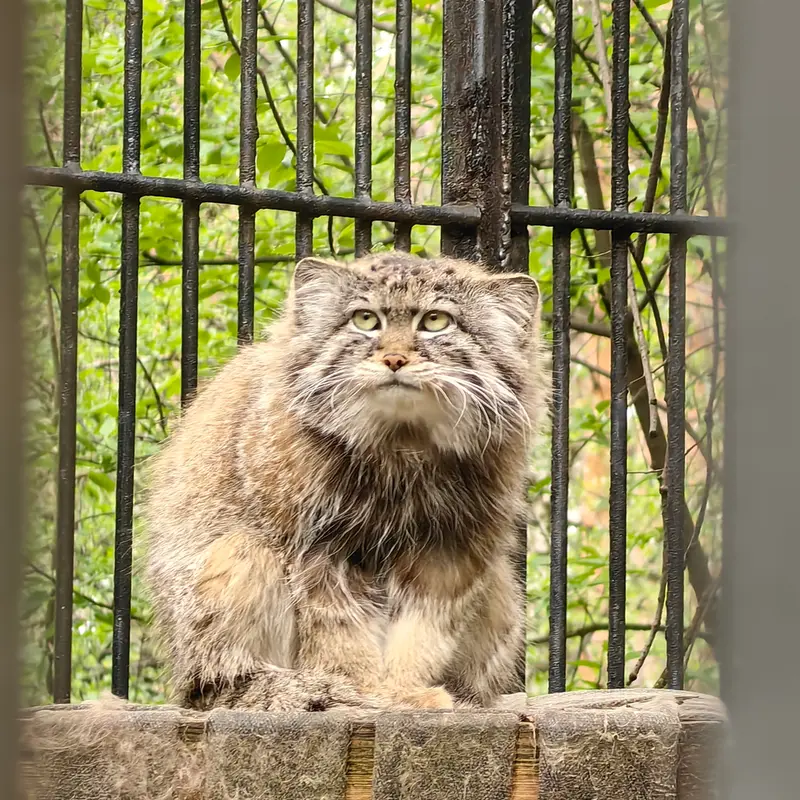 A photograph of Sylvester in Novosibirsk Zoo