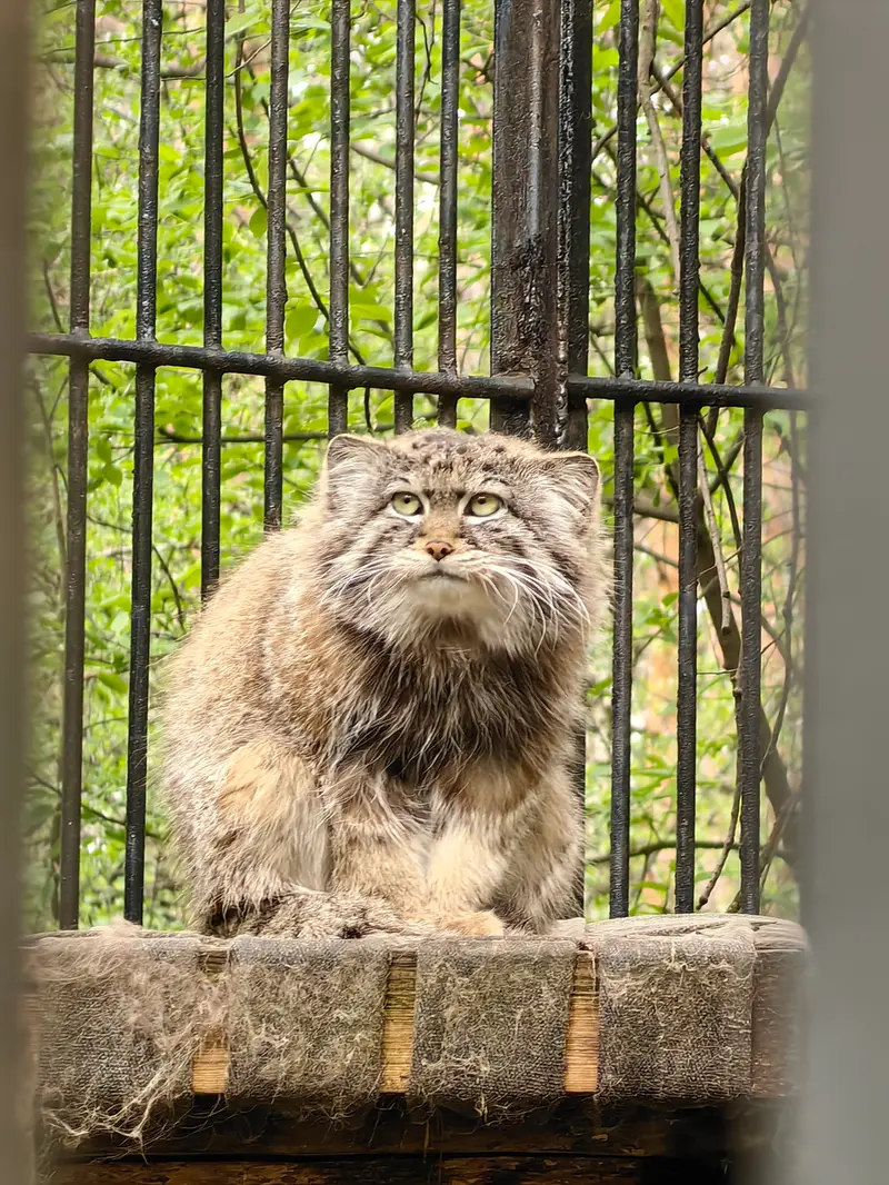 A photograph of Sylvester in Novosibirsk Zoo