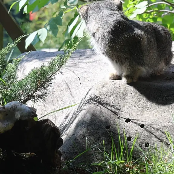 A photograph of a Pallas's cat in Moscow zoo