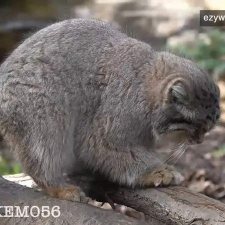 A photograph of Lev in Nasu Animal Kingdom