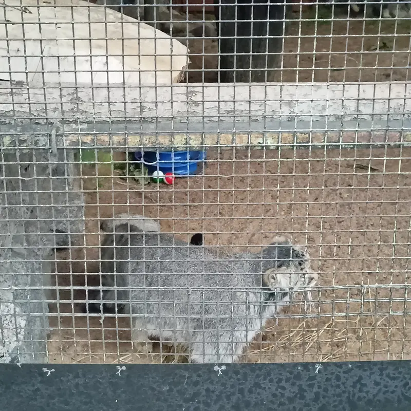 A photograph of a Pallas's cat