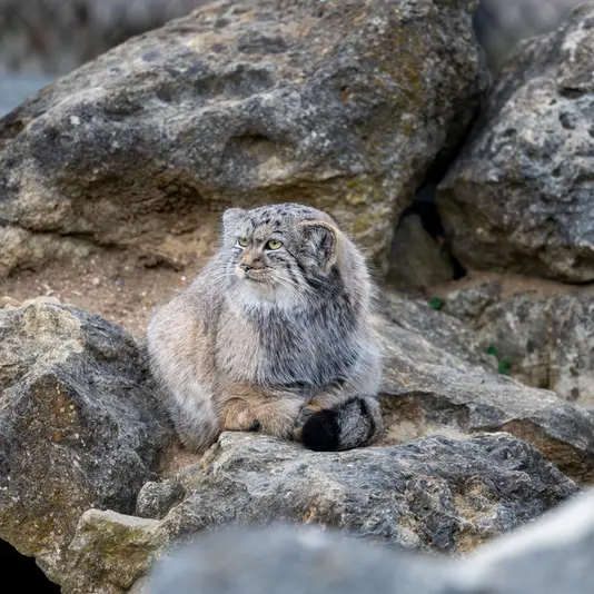 A photograph of Khutga in Port Lympne Wild Animal Park