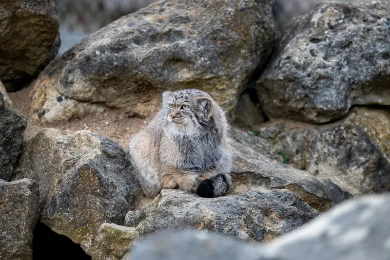 A photograph of Khutga in Port Lympne Wild Animal Park