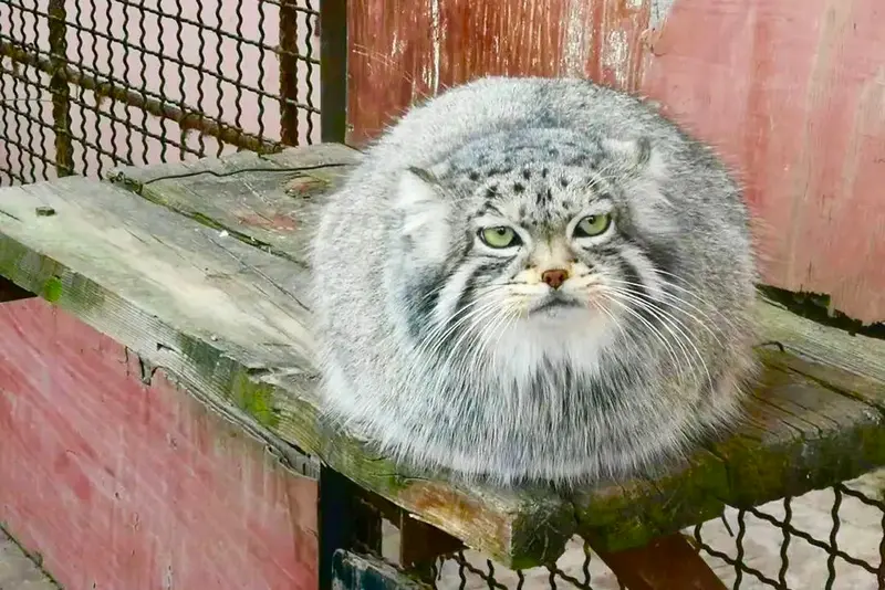 A photograph of Sun Simiao in Qinghai-Tibet Plateau Wildlife Zoo