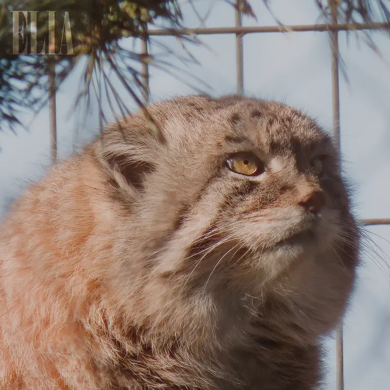 A photograph of Olaf in Calgary Zoo / Wilder Institute