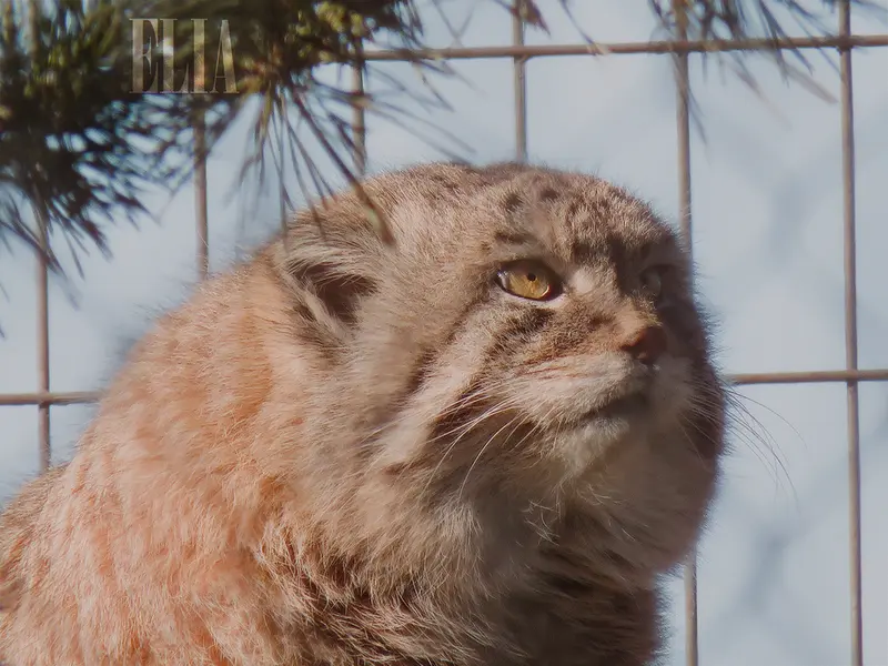 A photograph of Olaf in Calgary Zoo / Wilder Institute