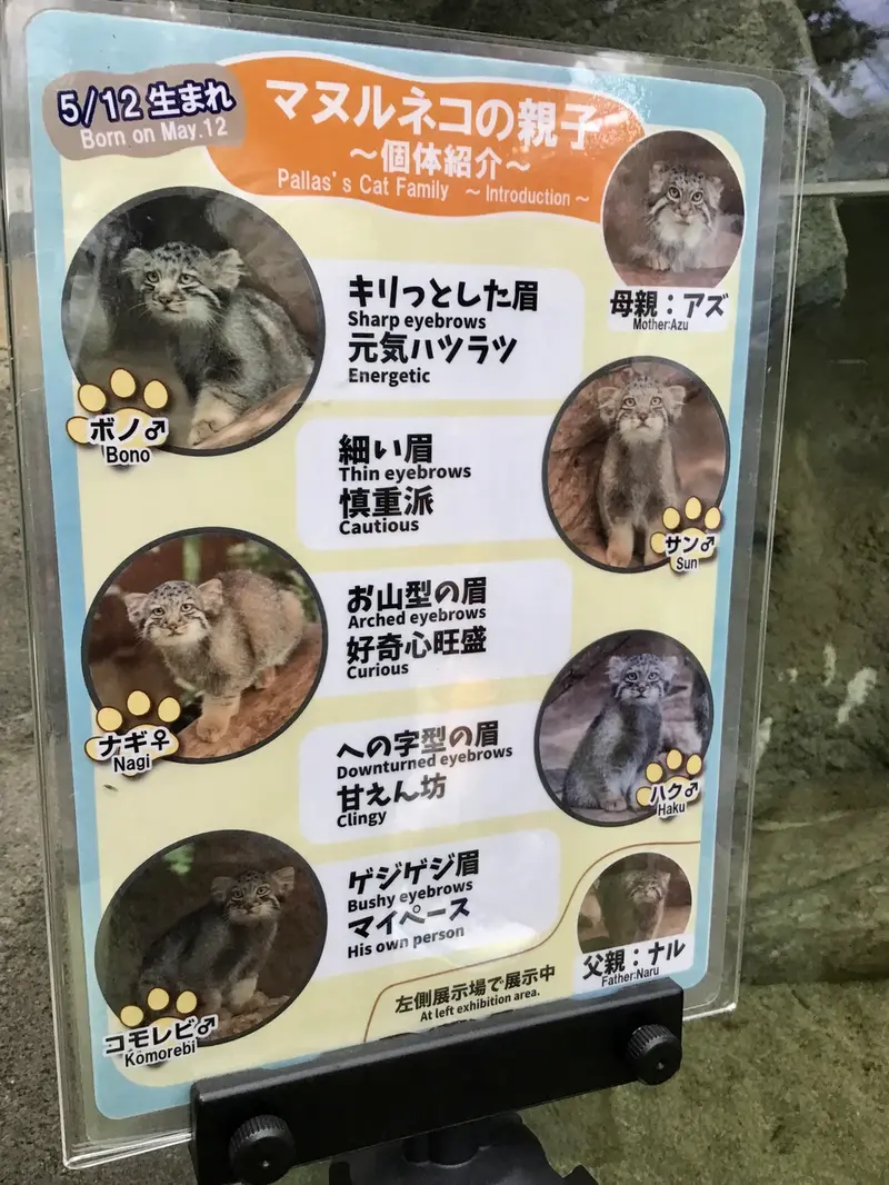 A photograph of a Pallas's cat