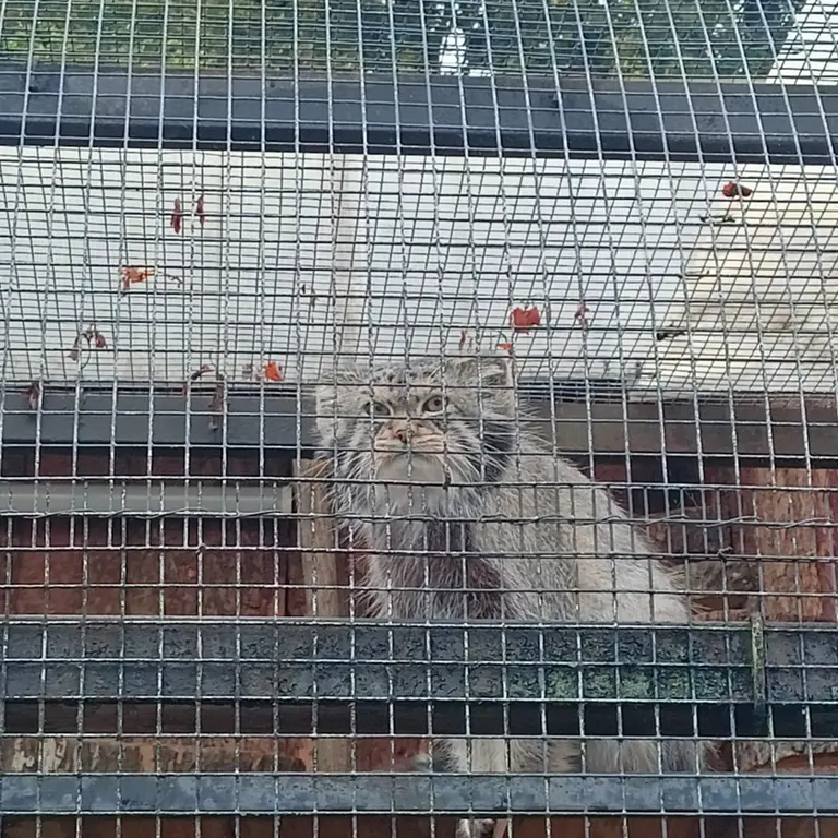 A photograph of Shu in Leningrad zoo