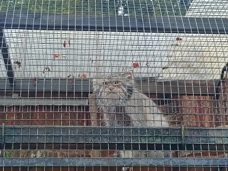 A photograph of Shu in Leningrad zoo
