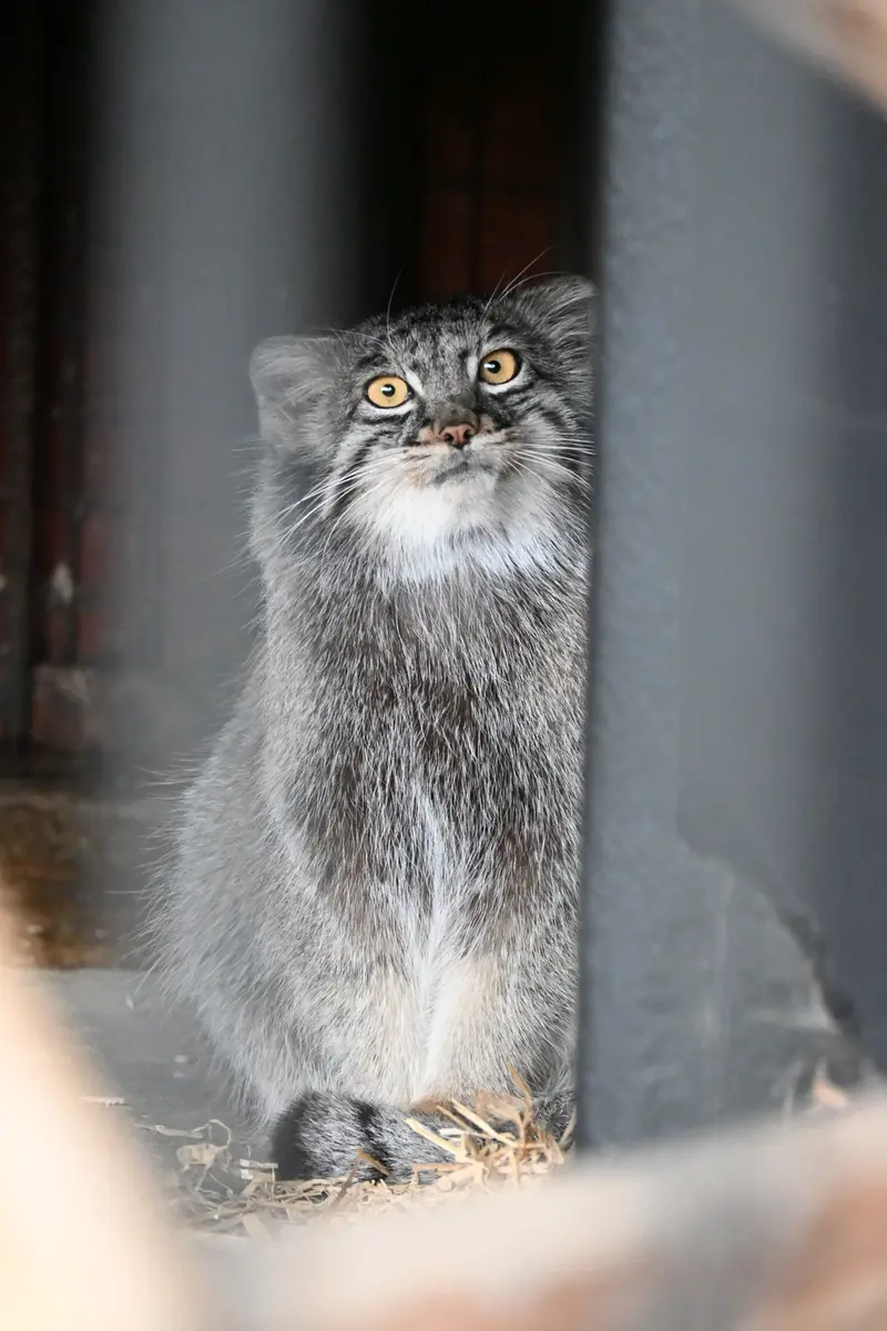 A photograph of Mei in Gokatsuraike Animal Park