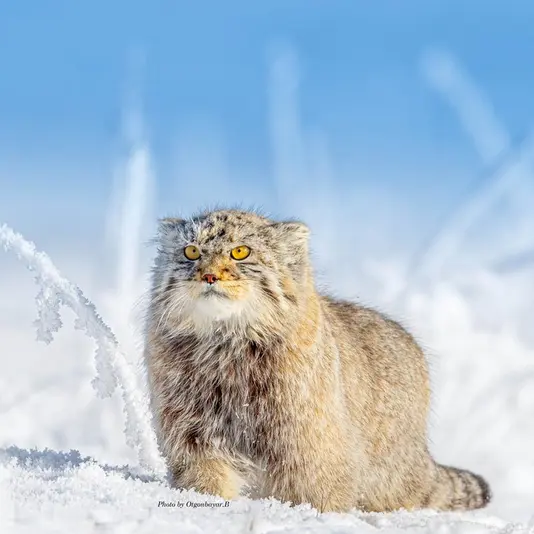 A photograph of a Pallas's cat