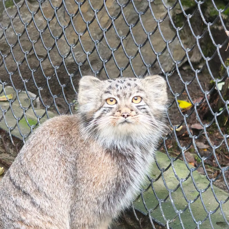 A photograph of a Pallas's cat in Novosibirsk Zoo