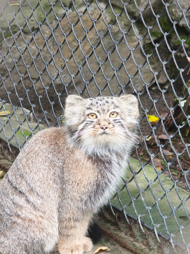 A photograph of a Pallas's cat in Novosibirsk Zoo