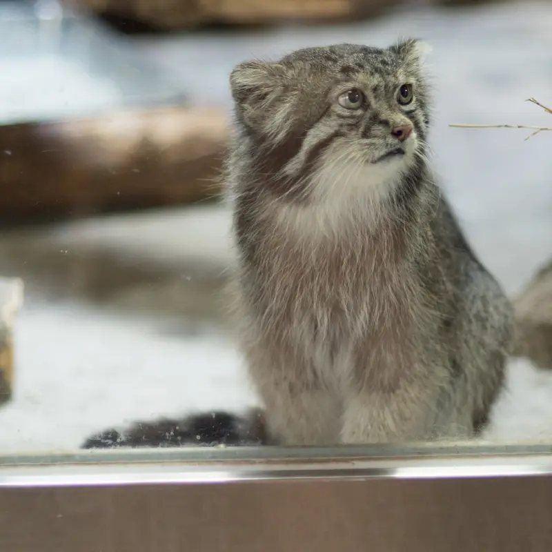 A photograph of Klyon in Ueno Zoological Gardens