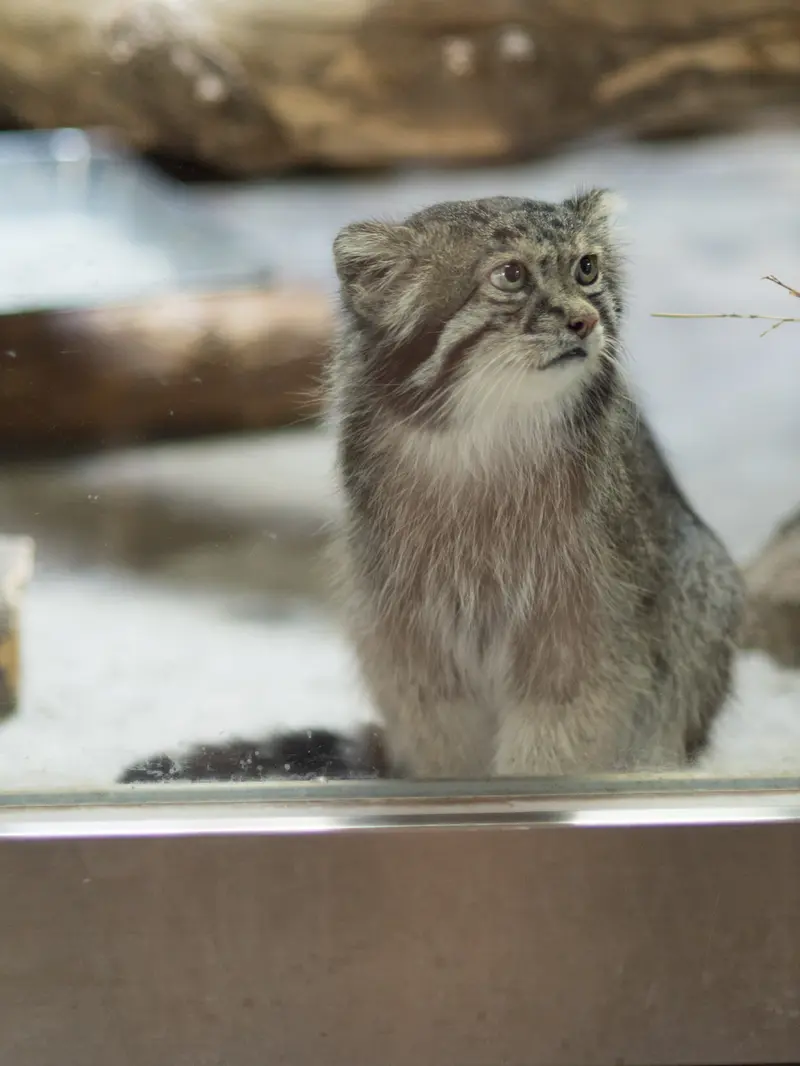 A photograph of Klyon in Ueno Zoological Gardens
