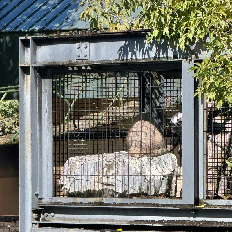A photograph of Hide in Asahiyama Zoo
