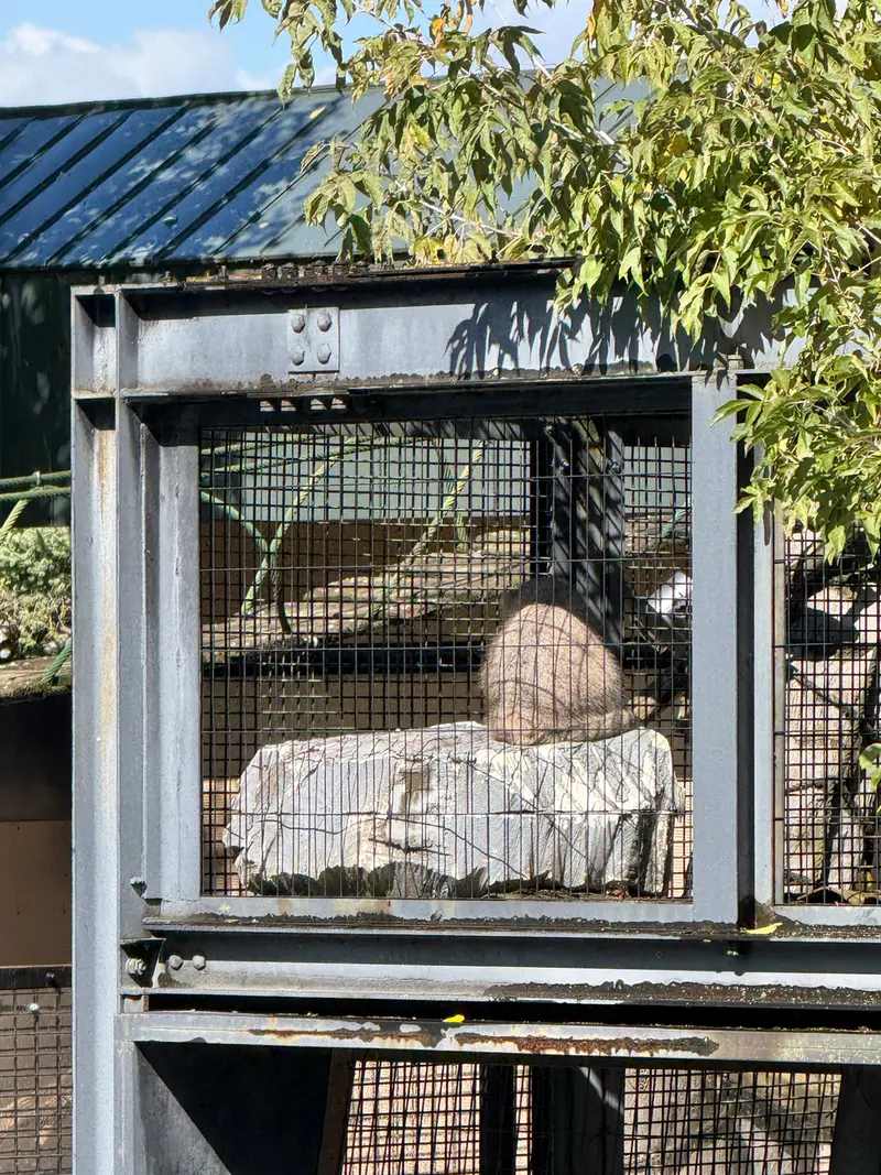 A photograph of Hide in Asahiyama Zoo
