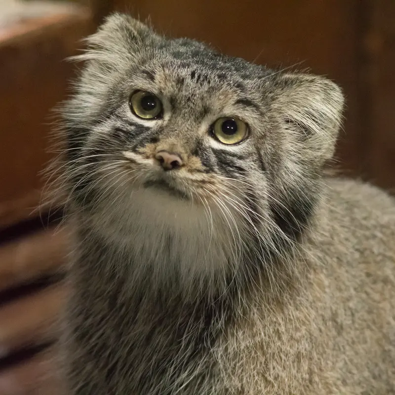 A photograph of Shafran in Ueno Zoological Gardens