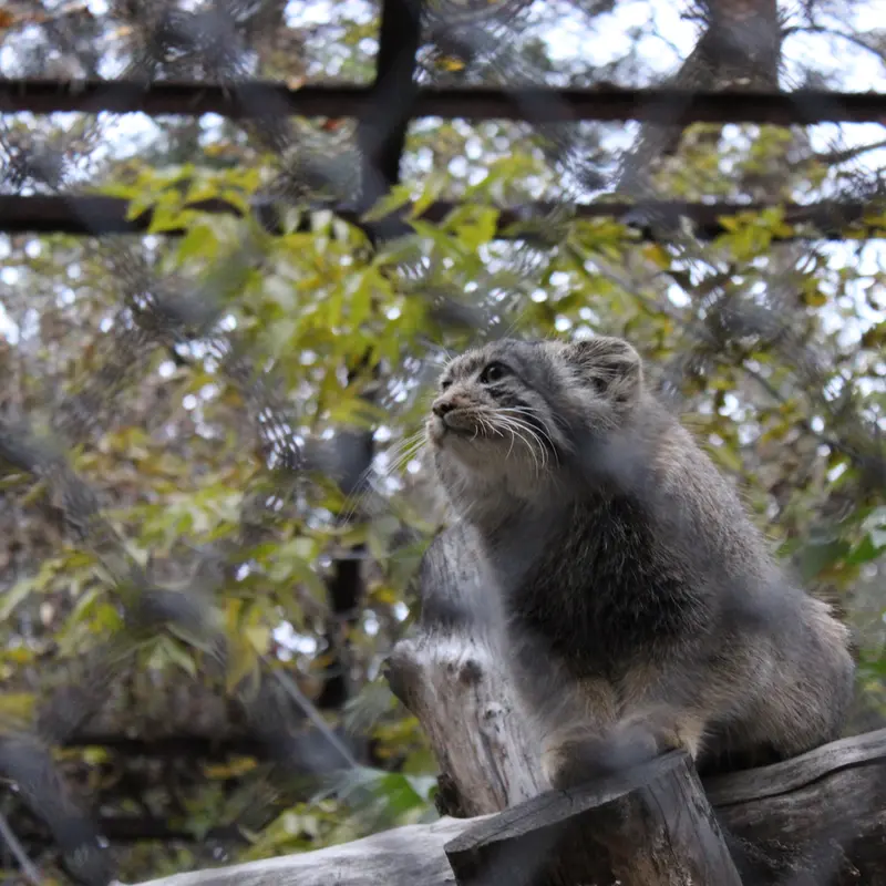 A photograph of a Pallas's cat in Novosibirsk Zoo