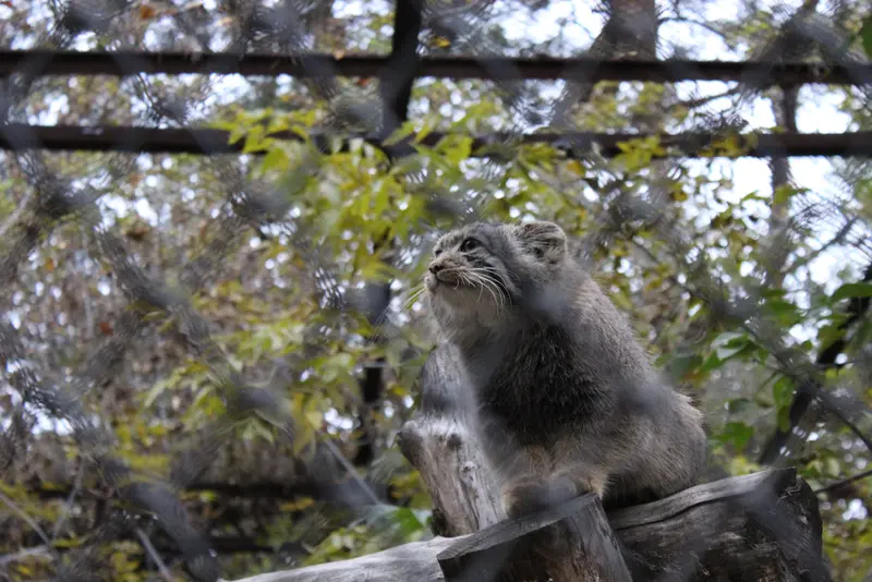 A photograph of a Pallas's cat in Novosibirsk Zoo