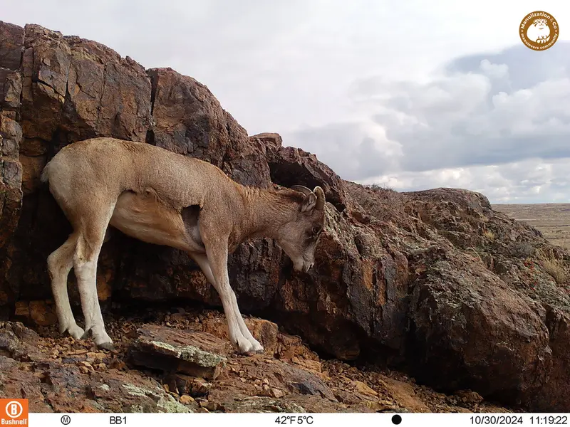A photograph of Argali from Aktas-Kunkora camera trap