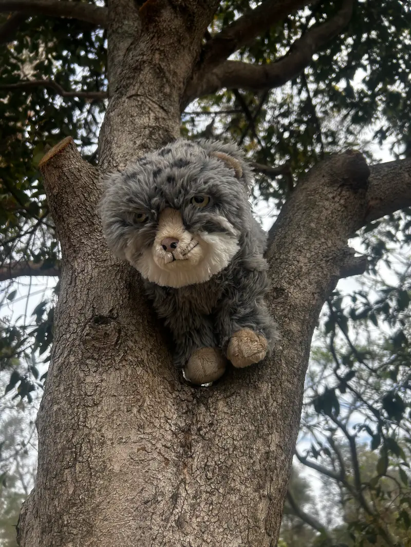 A photograph of a Pallas's cat