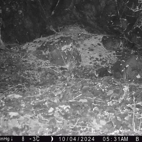 A photograph of Otocolobus manul manul from Egizkara [new] camera trap