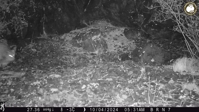A photograph of Otocolobus manul manul from Egizkara [new] camera trap