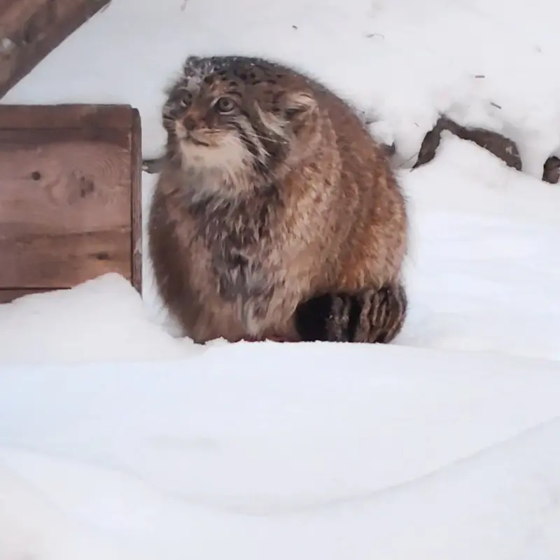 A photograph of a Pallas's cat in Novosibirsk Zoo