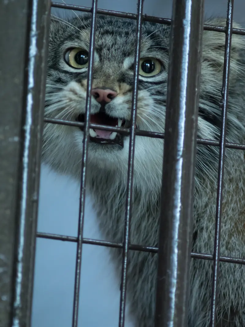 A photograph of Figa in Nogeyama Zoo