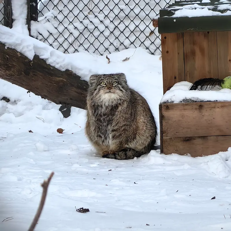 A photograph of Snezhinka in Novosibirsk Zoo