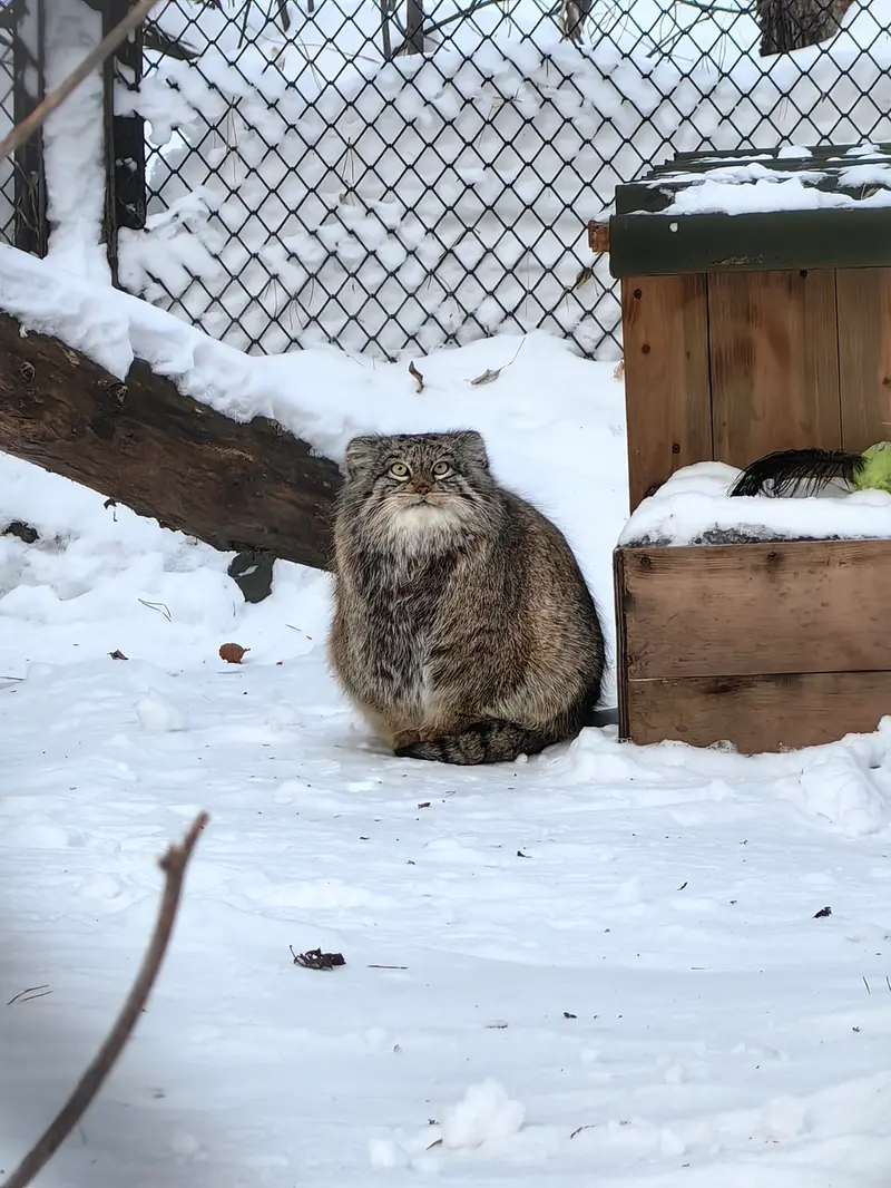 A photograph of Snezhinka in Novosibirsk Zoo