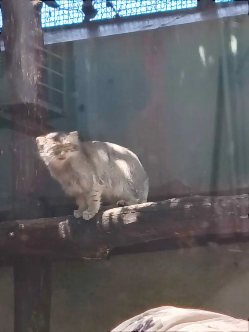 A photograph of Lucy in Budapest Zoo & Botanical Garden