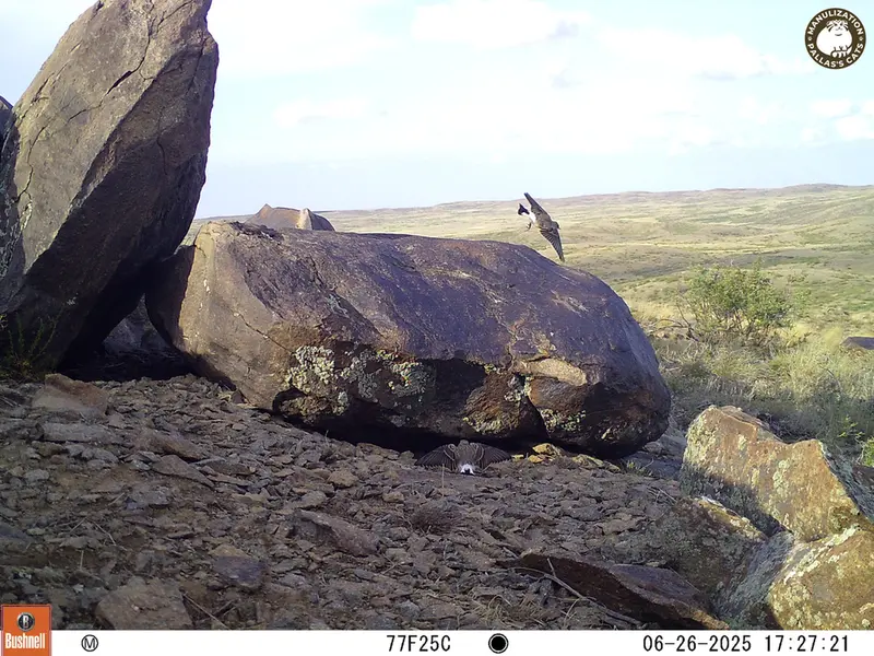 A photograph of a Pallas's cat from Koshkar [new] camera trap