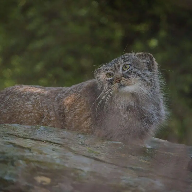 A photograph of a Pallas's cat in Chester Zoo