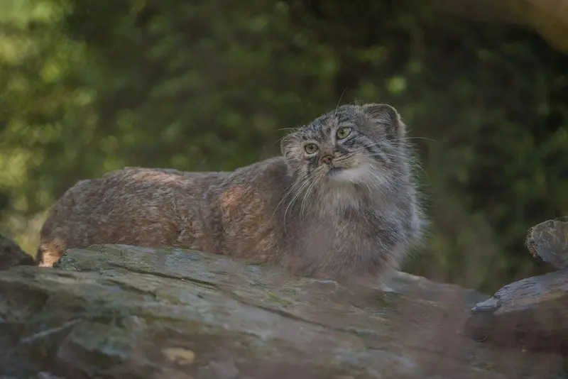 A photograph of a Pallas's cat in Chester Zoo