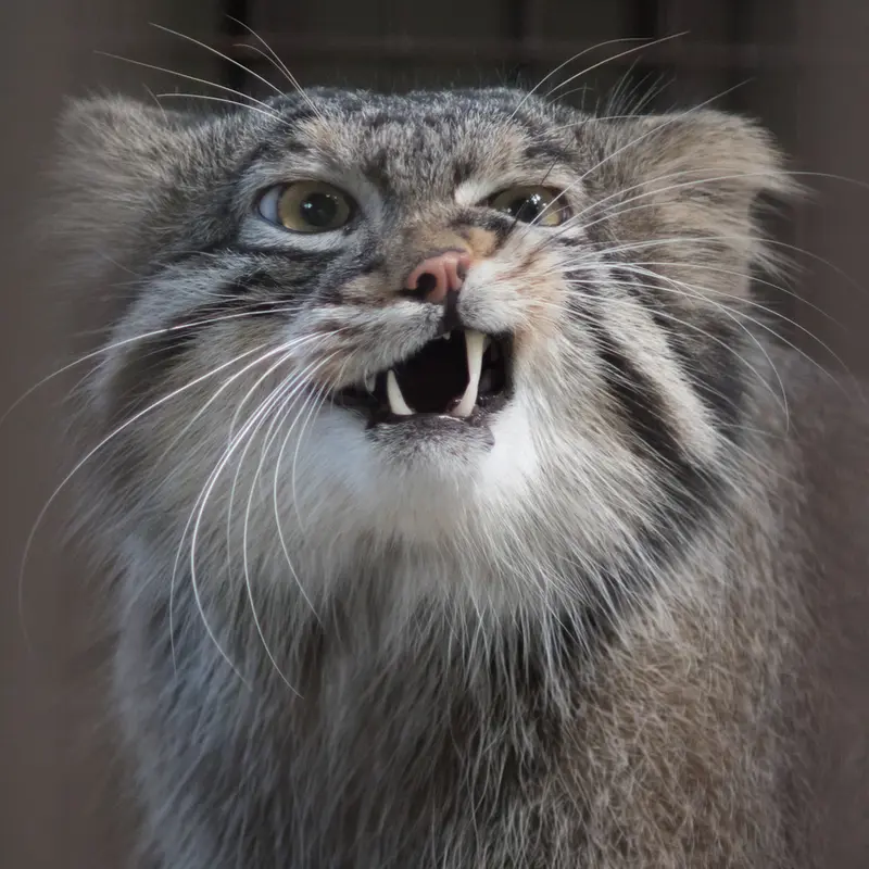 A photograph of Figa in Nogeyama Zoo