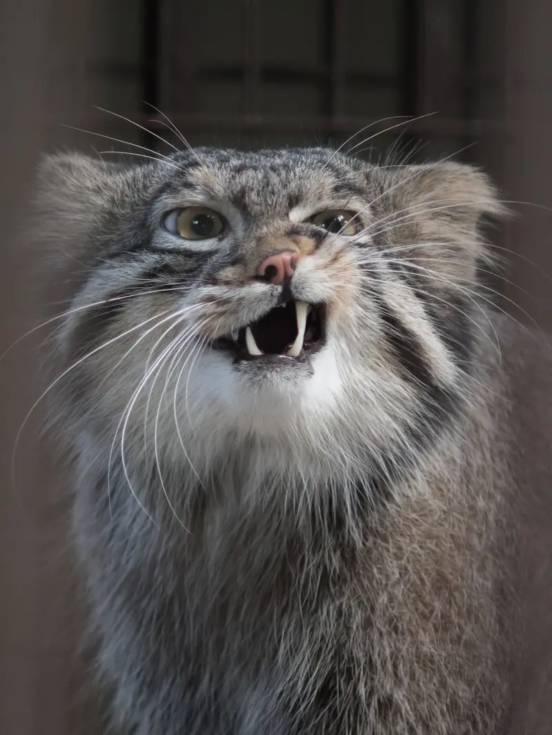 A photograph of Figa in Nogeyama Zoo