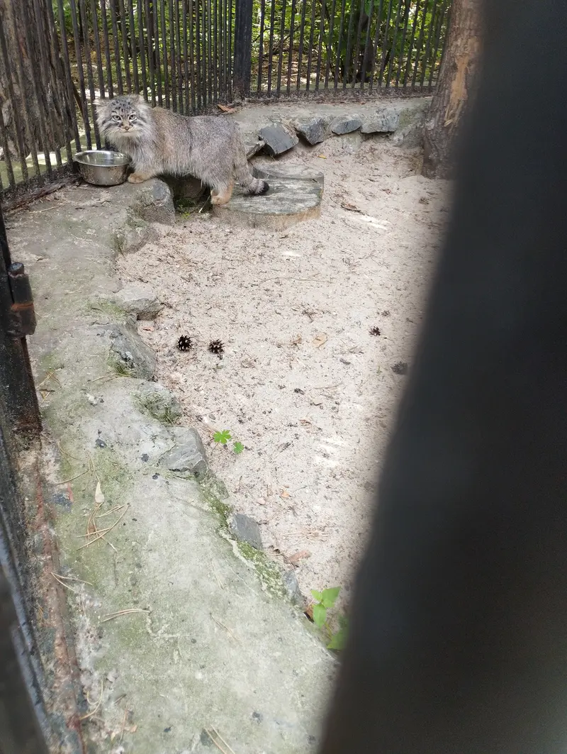 A photograph of a Pallas's cat in Novosibirsk Zoo