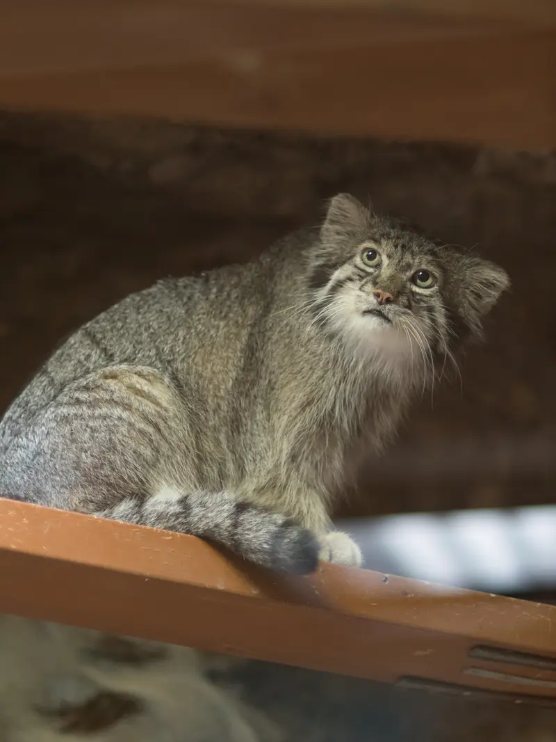 A photograph of Klyon in Ueno Zoological Gardens
