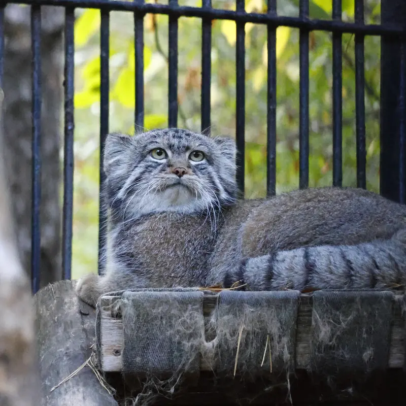 A photograph of Sylvester in Novosibirsk Zoo