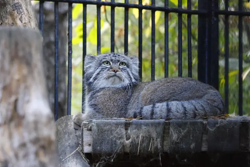 A photograph of Sylvester in Novosibirsk Zoo