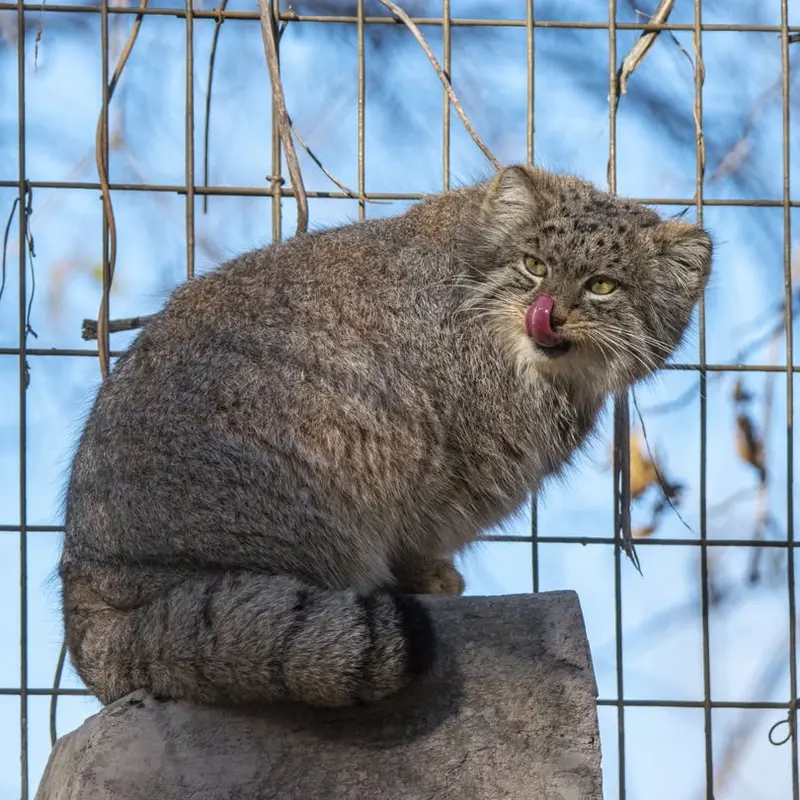 A photograph of Pema in Calgary Zoo / Wilder Institute