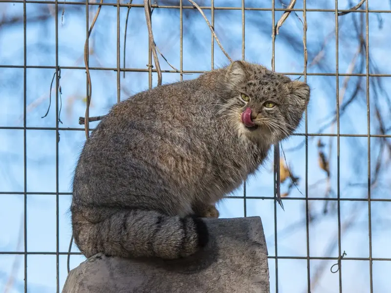 A photograph of Pema in Calgary Zoo / Wilder Institute