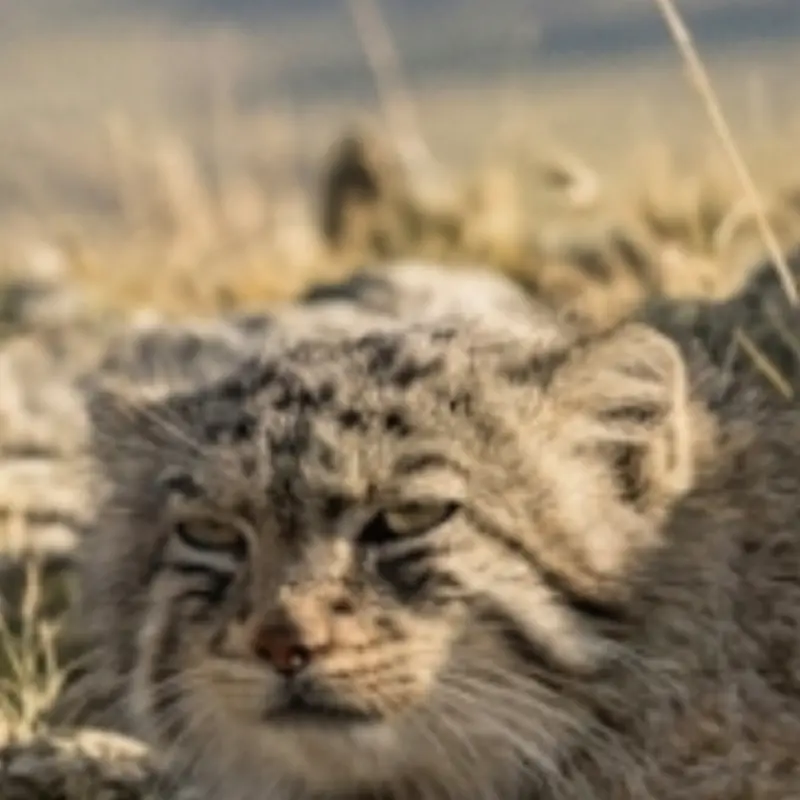 A photograph of Shu in Leningrad zoo