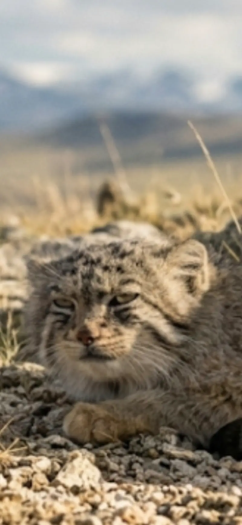 A photograph of Shu in Leningrad zoo