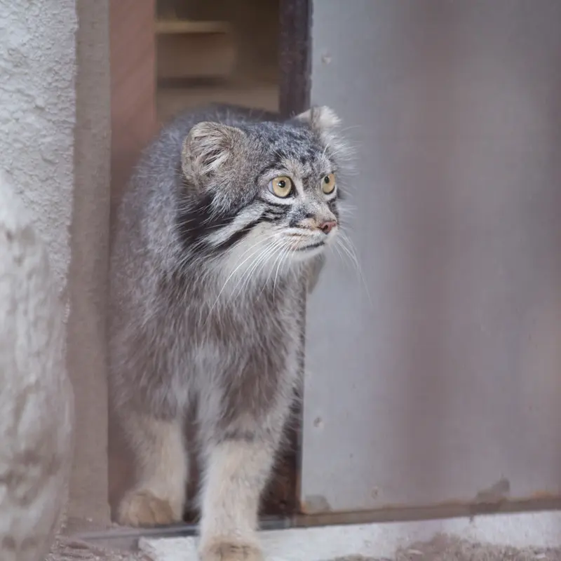 A photograph of Figa in Nogeyama Zoo