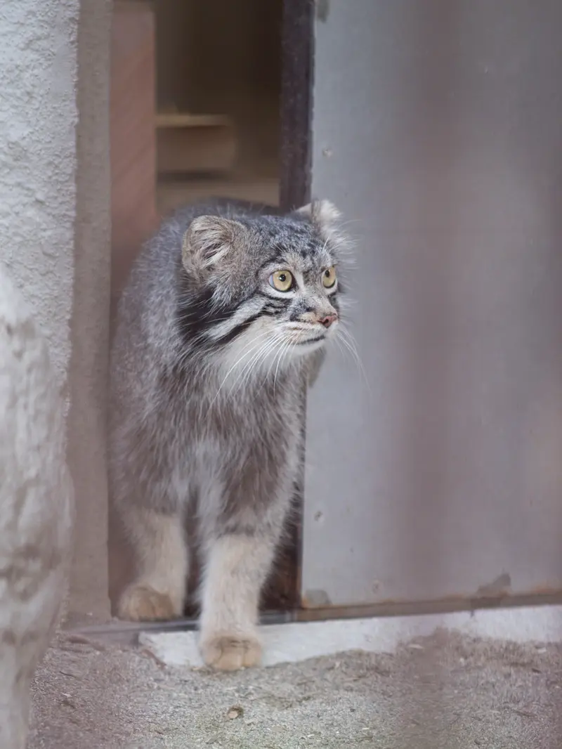 A photograph of Figa in Nogeyama Zoo