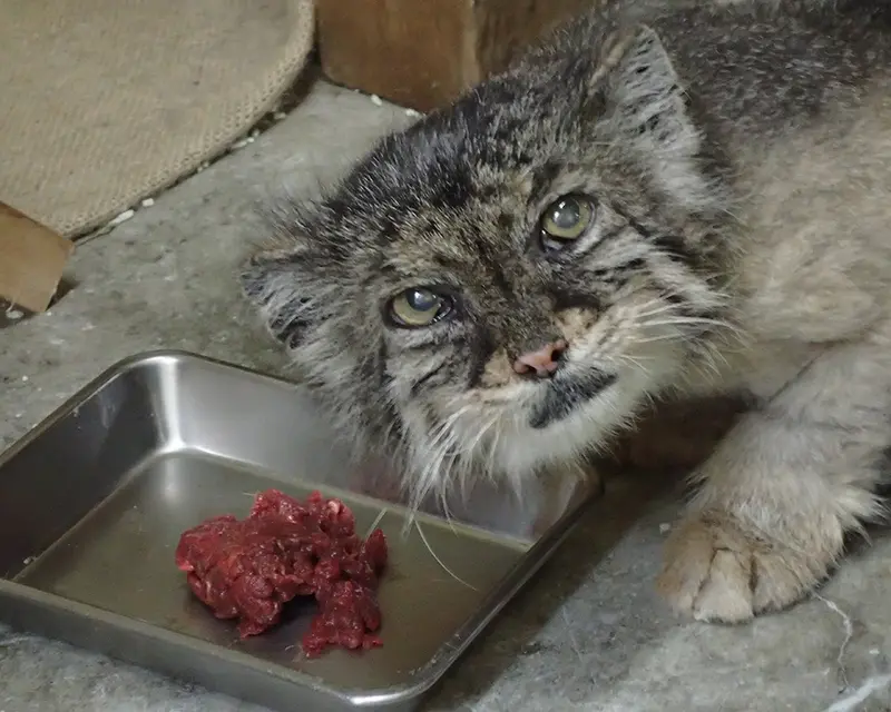 A photograph of Yus in Ueno Zoological Gardens