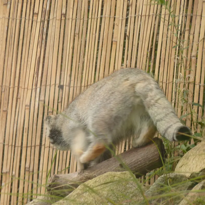 A photograph of Akiko in Edinburgh Zoo